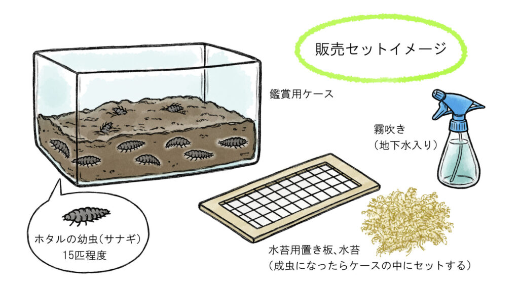 ホタルの販売セット