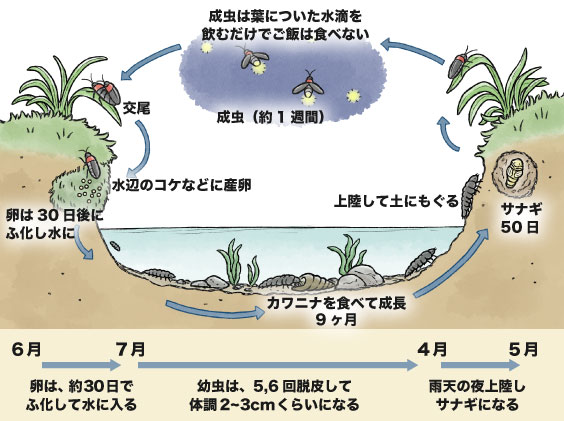 ホタルの一生